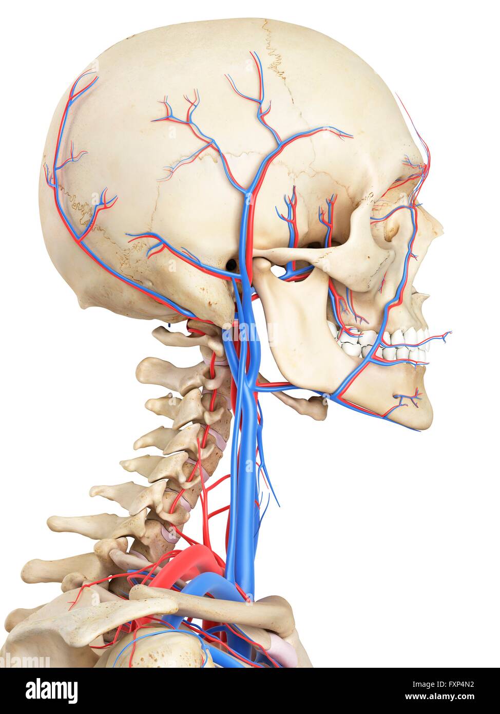 Human vascular system, computer illustration Stock Photo - Alamy