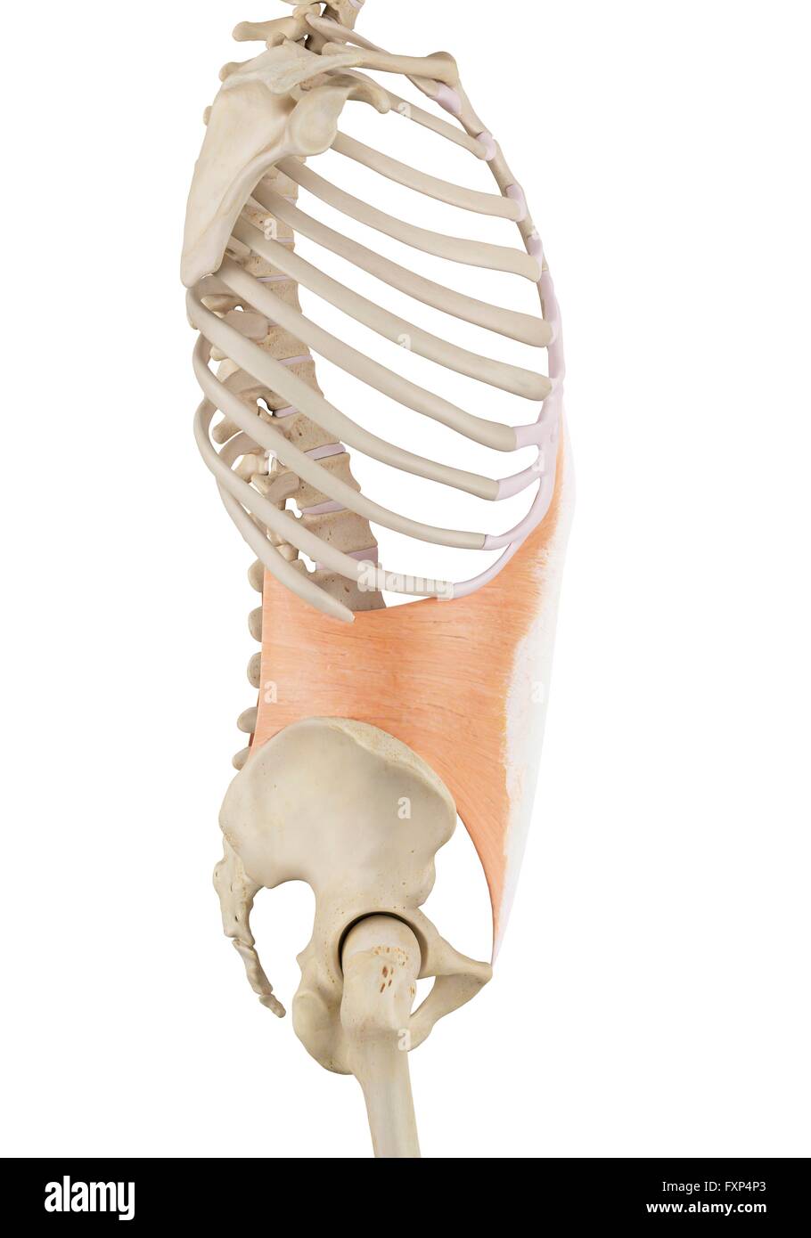 Human abdominal muscles, computer illustration Stock Photo Alamy