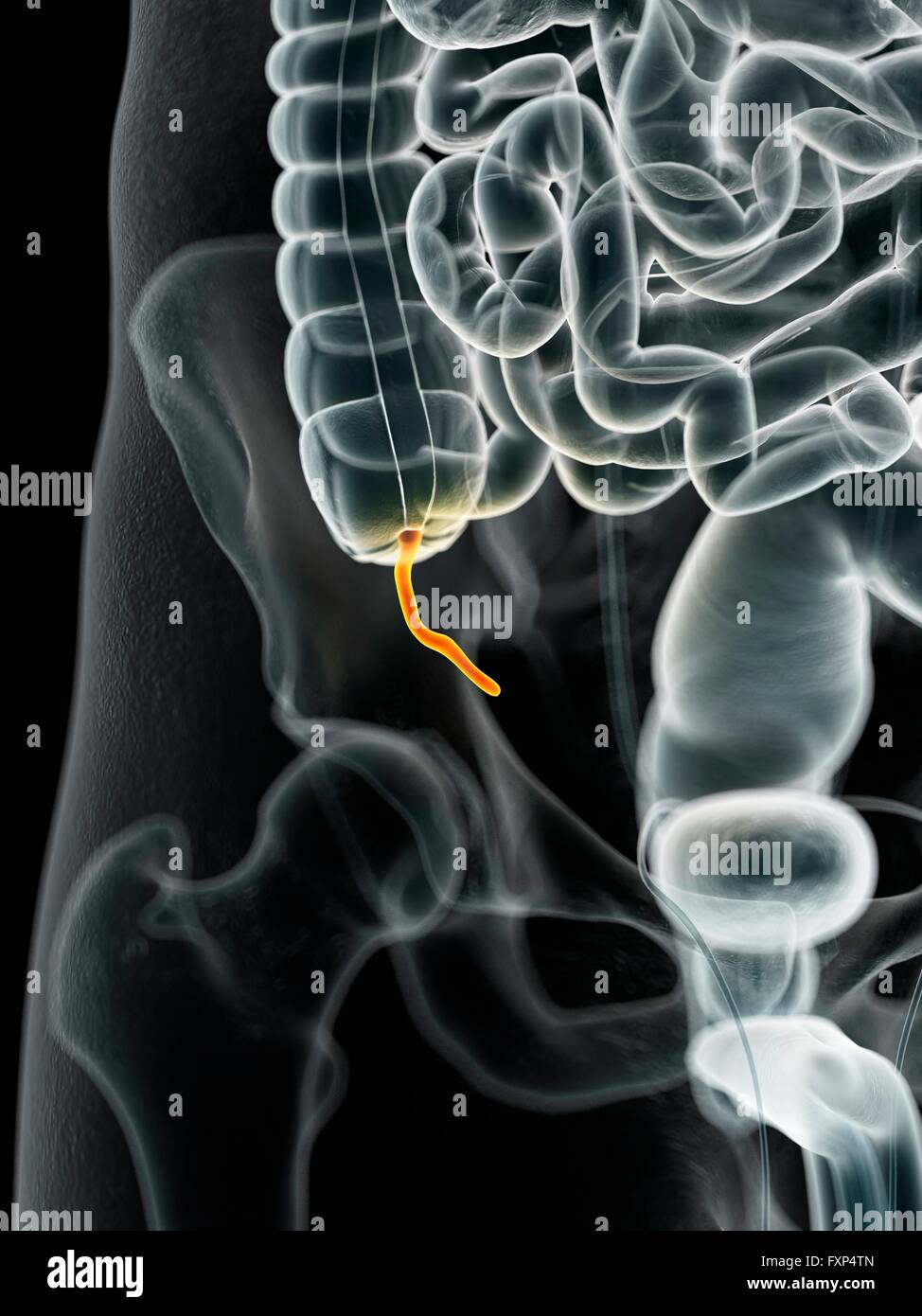 Appendix hi-res stock photography and images - Alamy