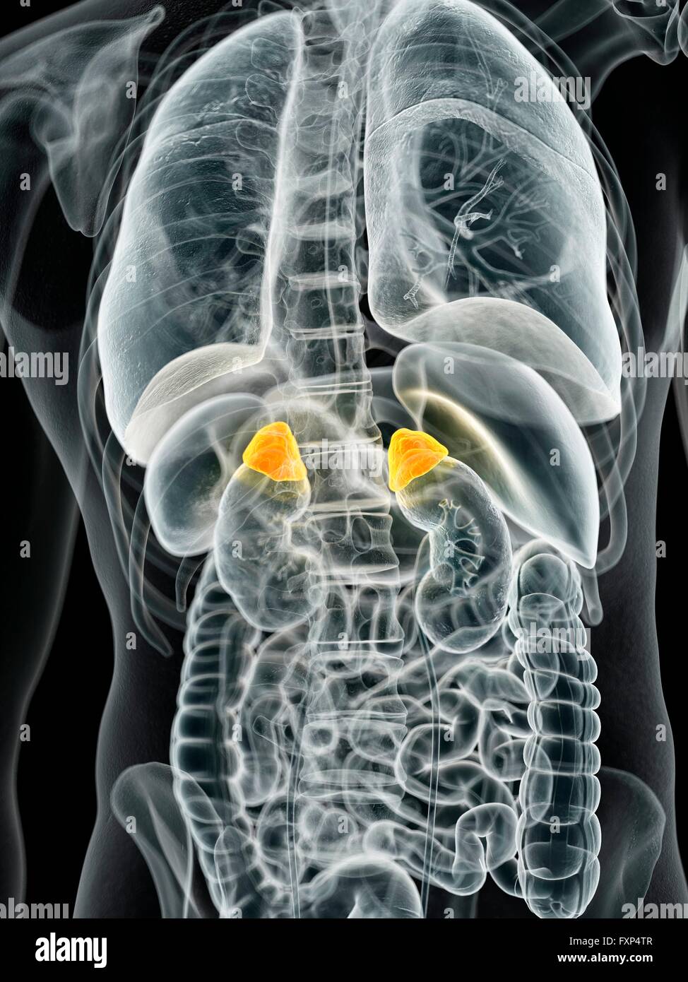 Human adrenal glands hires stock photography and images Alamy