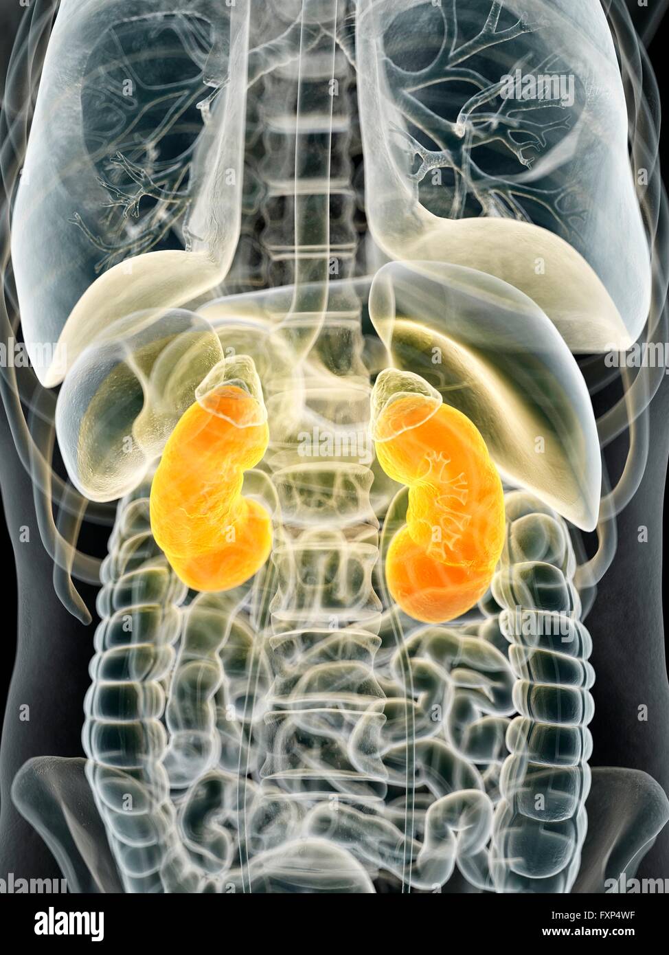 Kidney Desktop Human kidneys, computer illustration Stock Photo - Alamy
