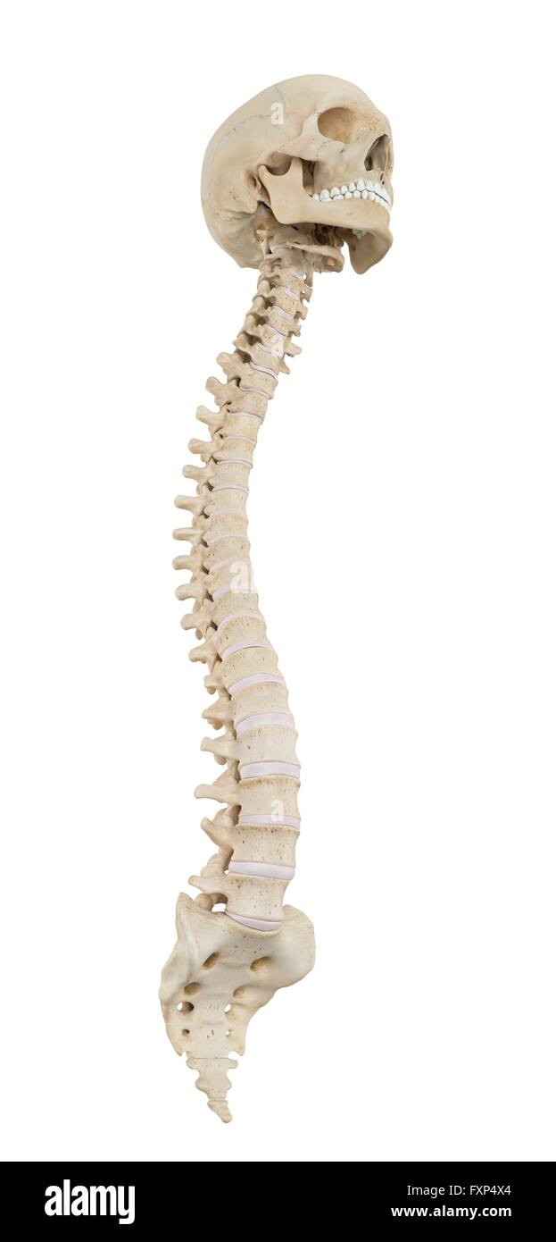 Human spine, computer illustration Stock Photo Alamy