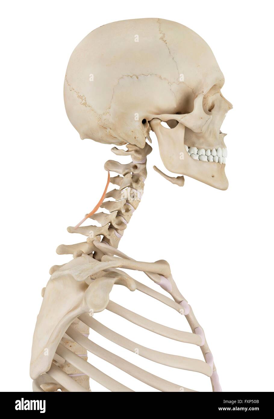 Human neck muscles, computer illustration Stock Photo - Alamy