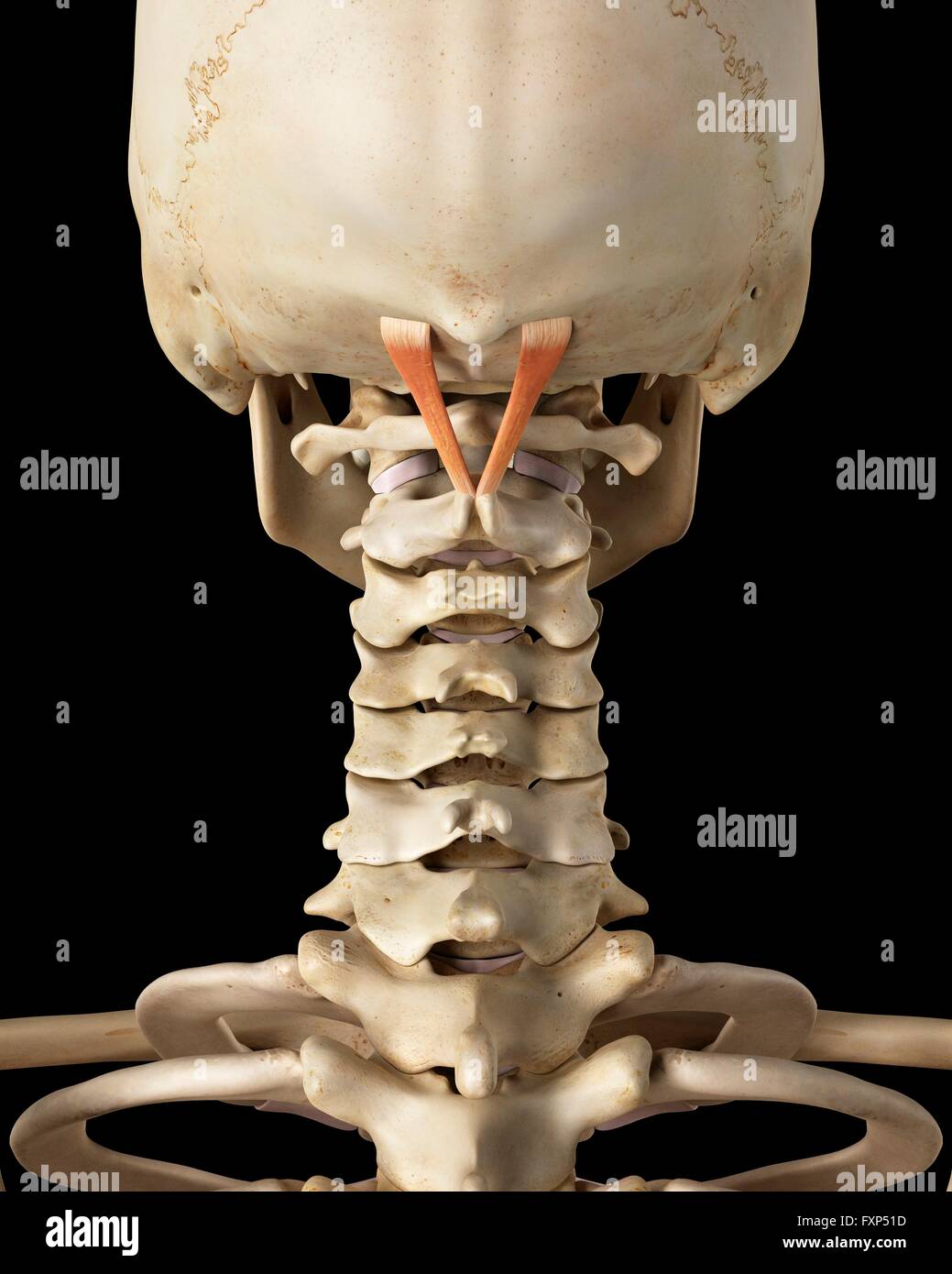 Human neck muscles, computer illustration Stock Photo - Alamy