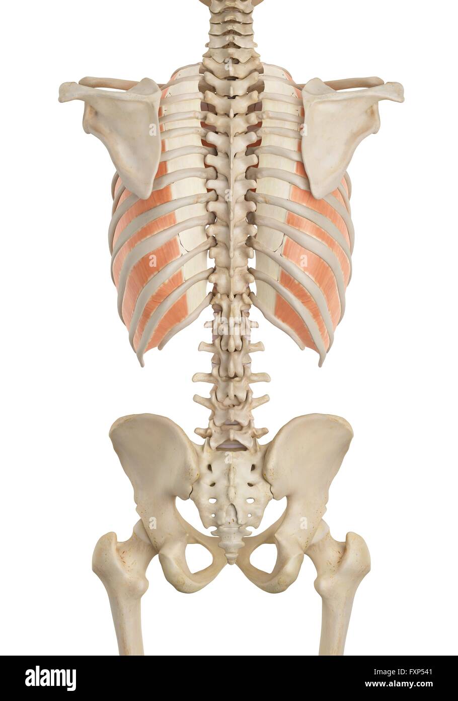 Human chest muscles illustration hires stock photography and images