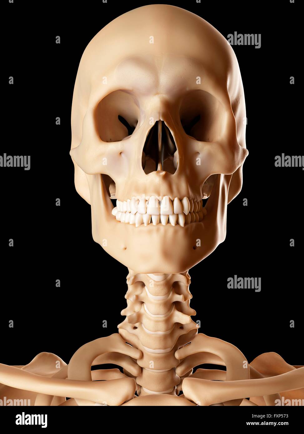 Neck bones hi-res stock photography and images - Alamy