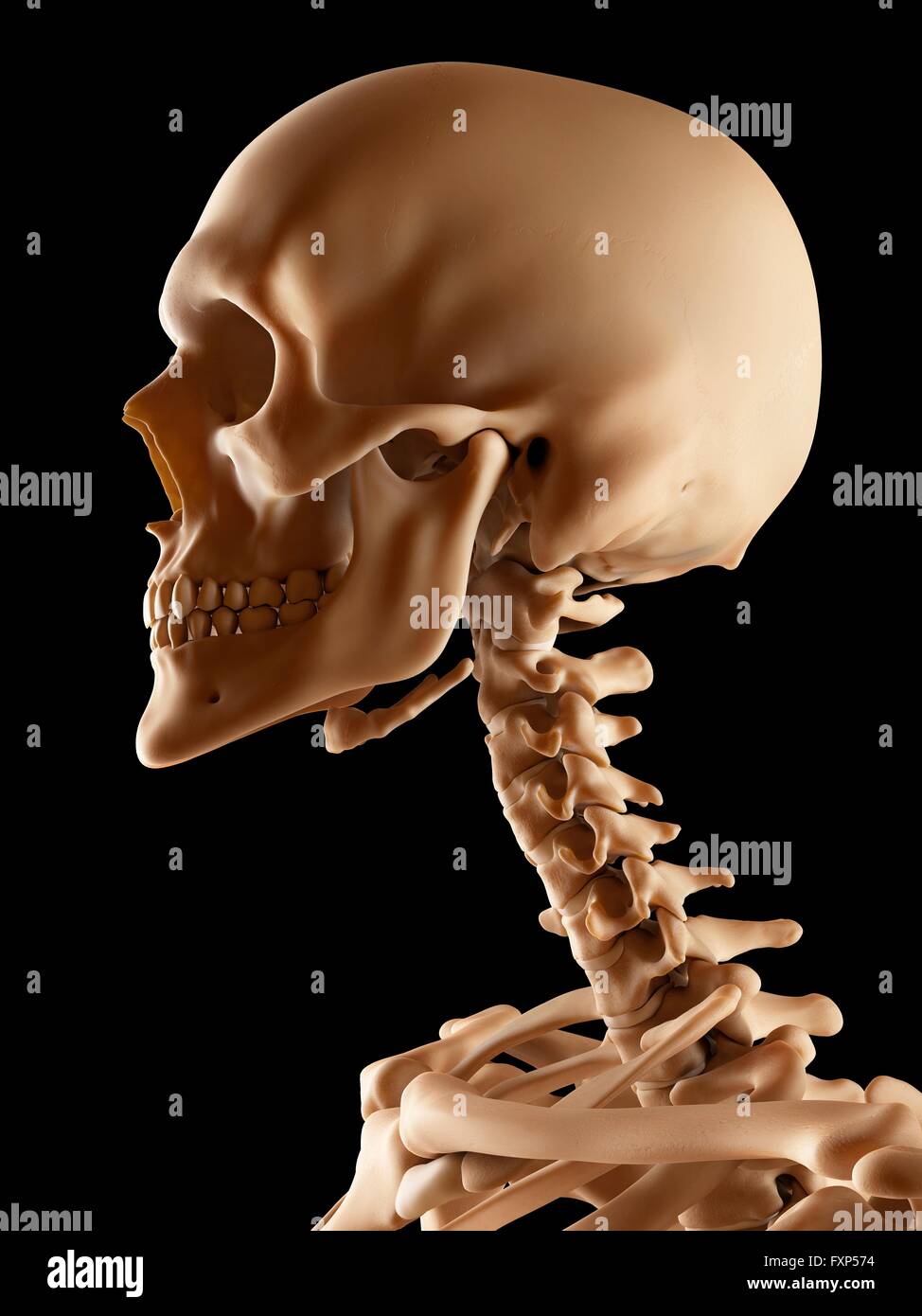 Human skull and neck bones, computer illustration. Stock Photo