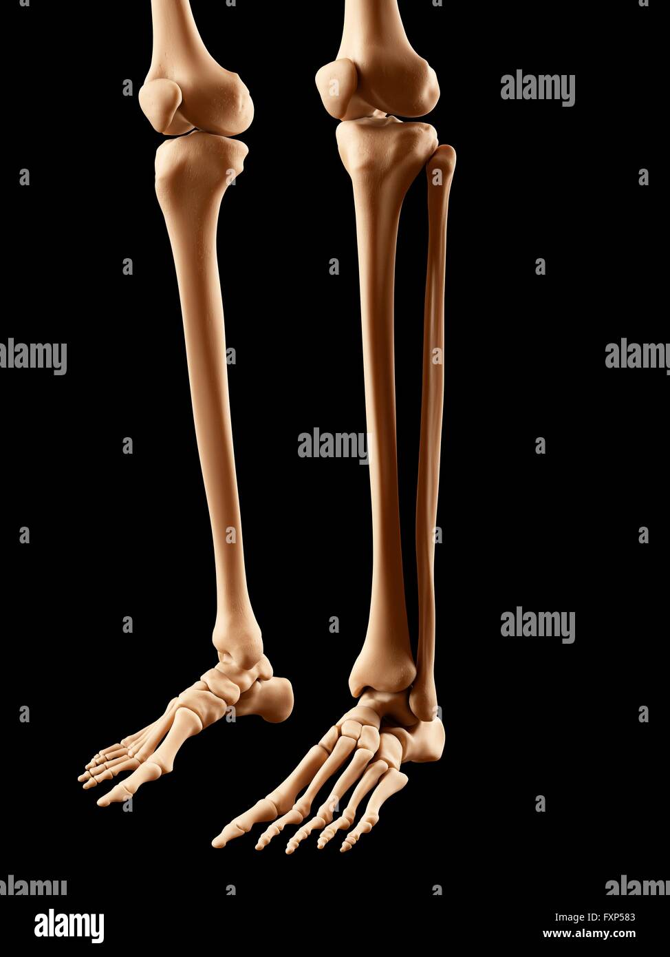 Lower Leg Bones High Resolution Stock Photography and Images - Alamy