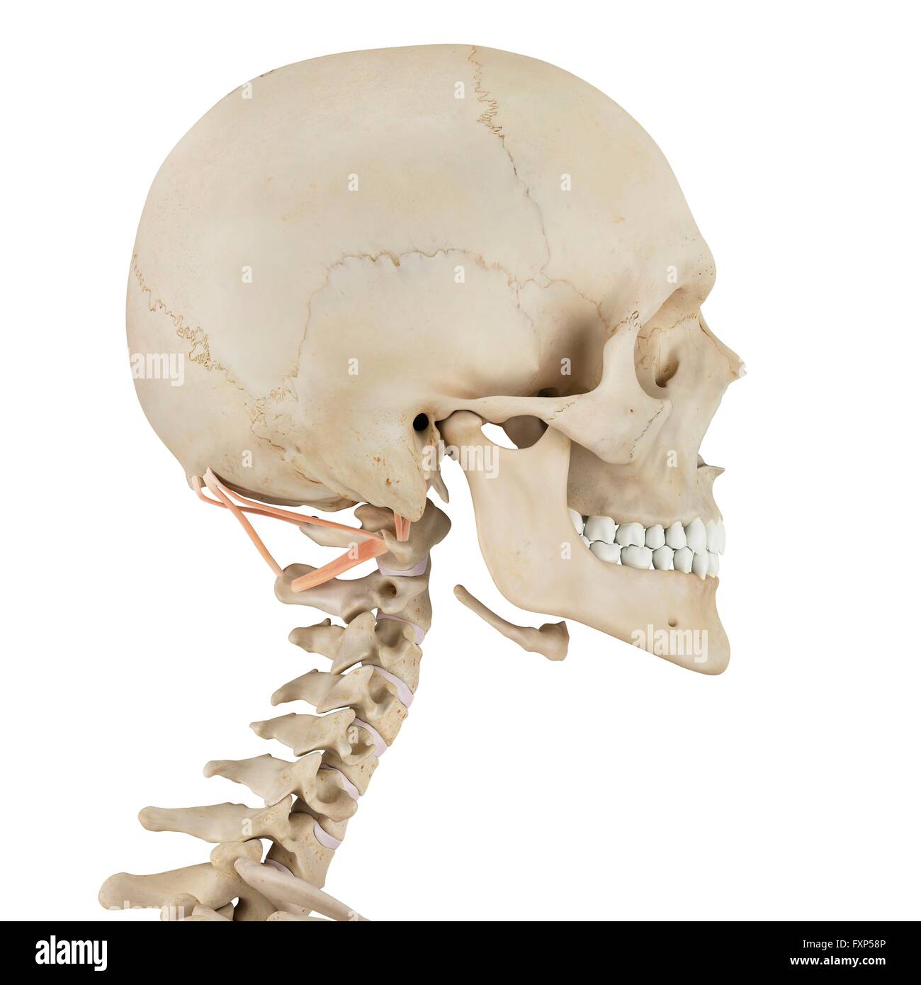 Human neck muscles, computer illustration. Stock Photo