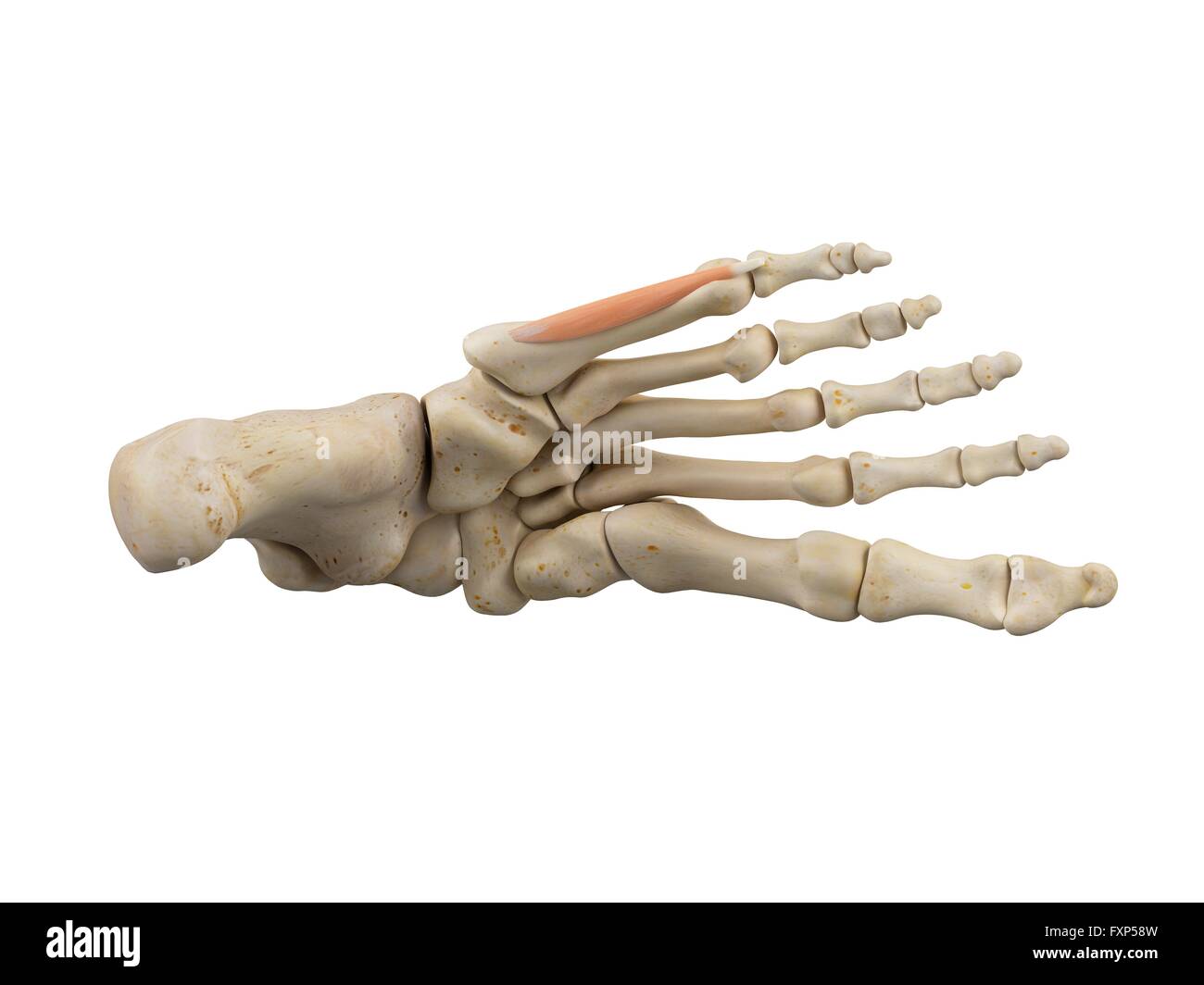 Human foot muscles, computer illustration. Stock Photo