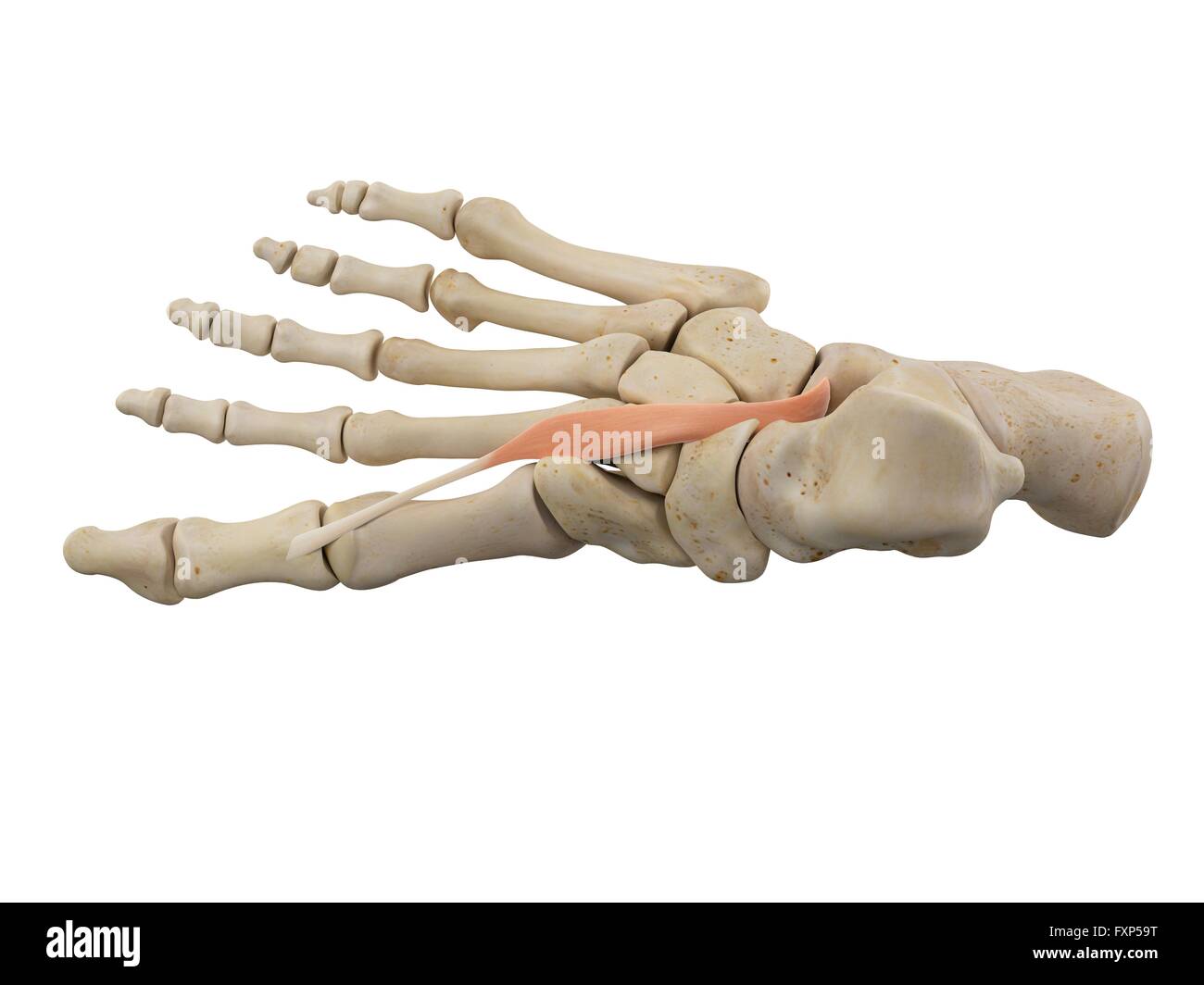 Human foot muscles, computer illustration. Stock Photo