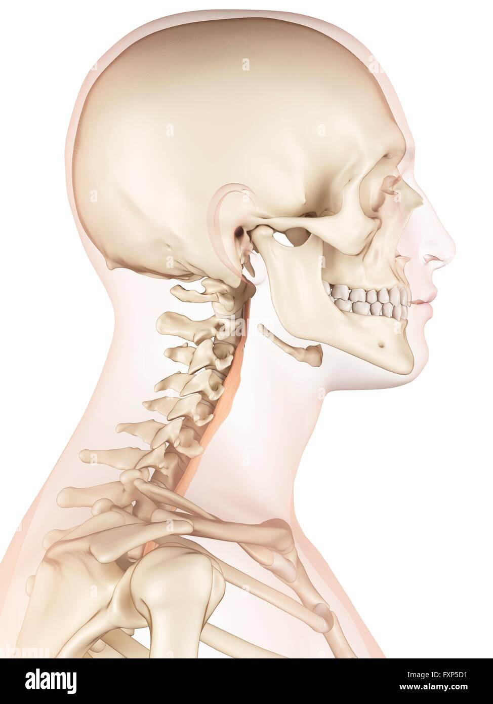 Human neck muscles, computer illustration Stock Photo - Alamy