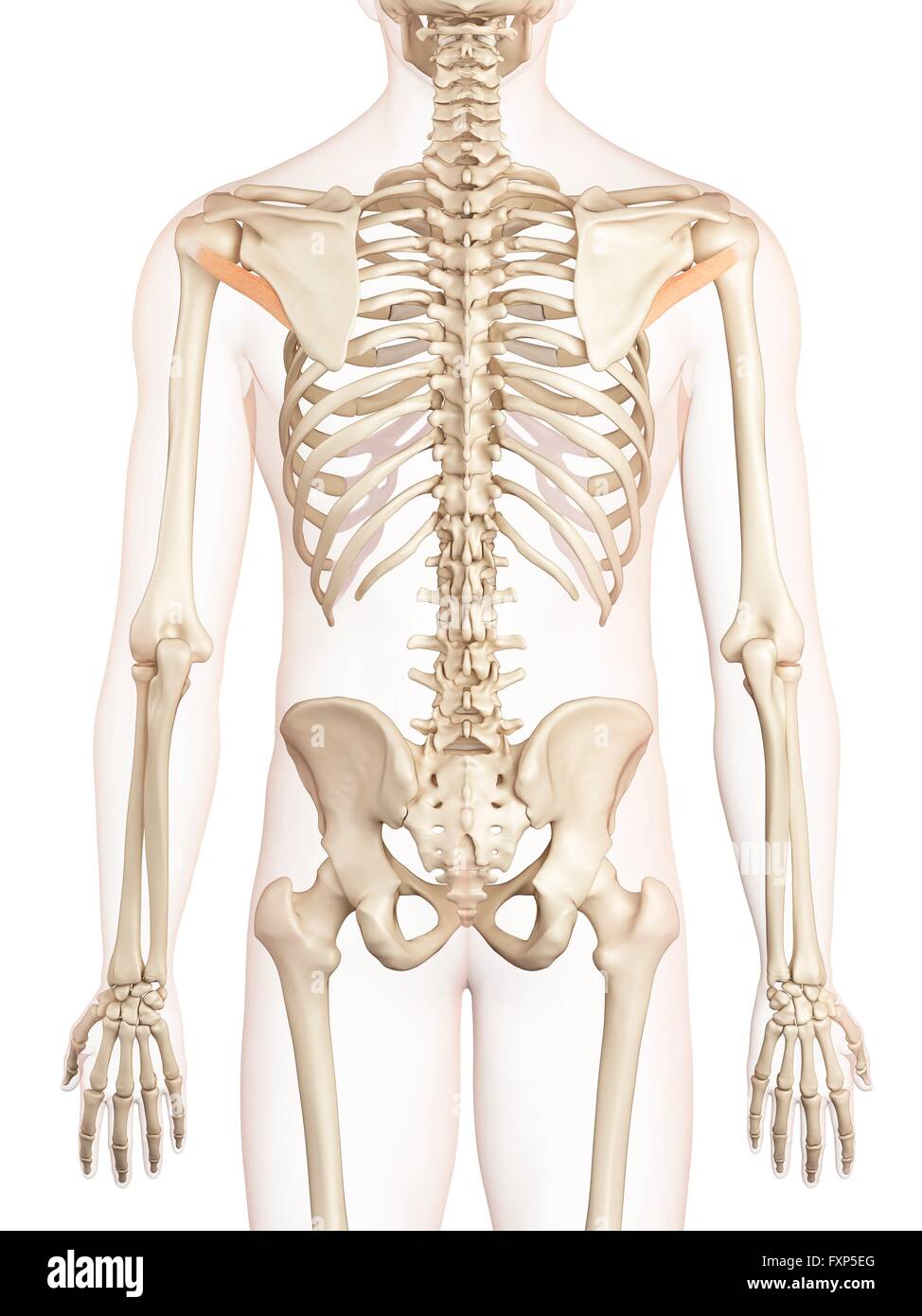 Human muscles, computer illustration Stock Photo - Alamy