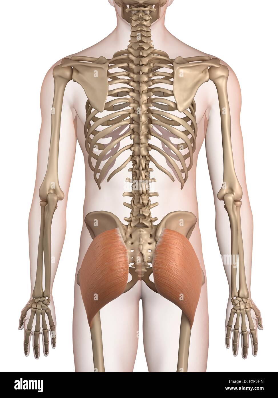 Buttock Bone Anatomy Anatomy Drawing Diagram