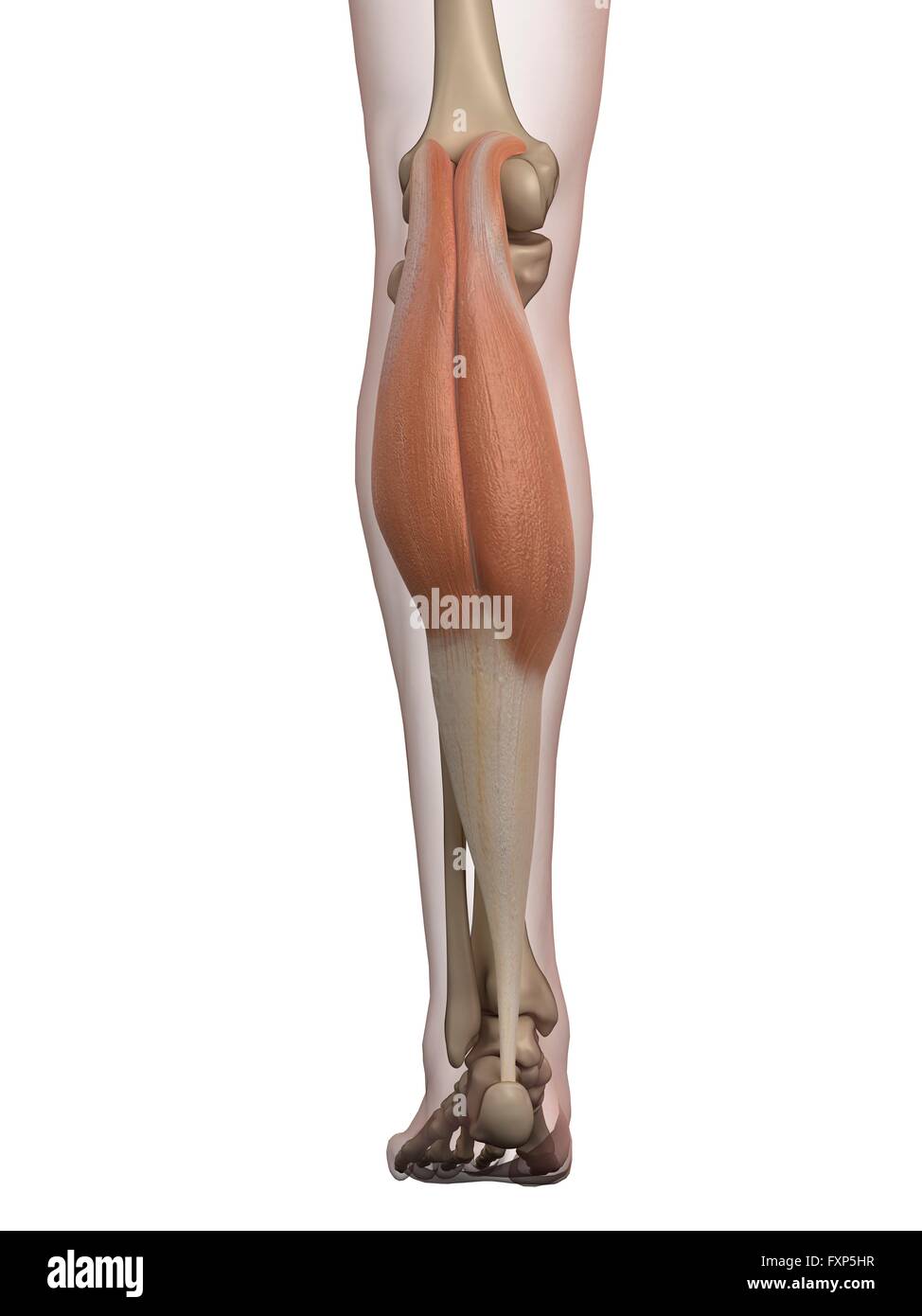 Human calf muscle hires stock photography and images Alamy