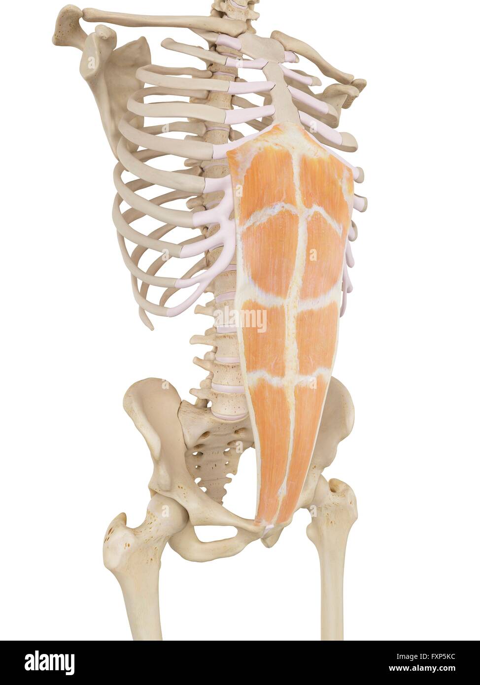 Human abdominal muscles, computer illustration Stock Photo Alamy