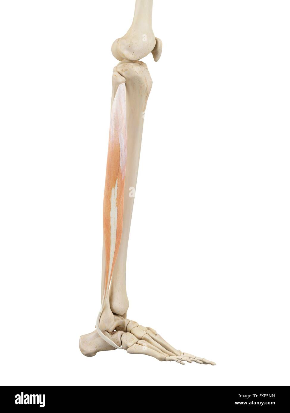 Illustration of the anatomy of the human leg hi-res stock photography ...