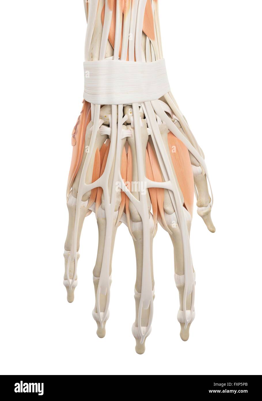 Human fingers anatomy hi-res stock photography and images - Alamy