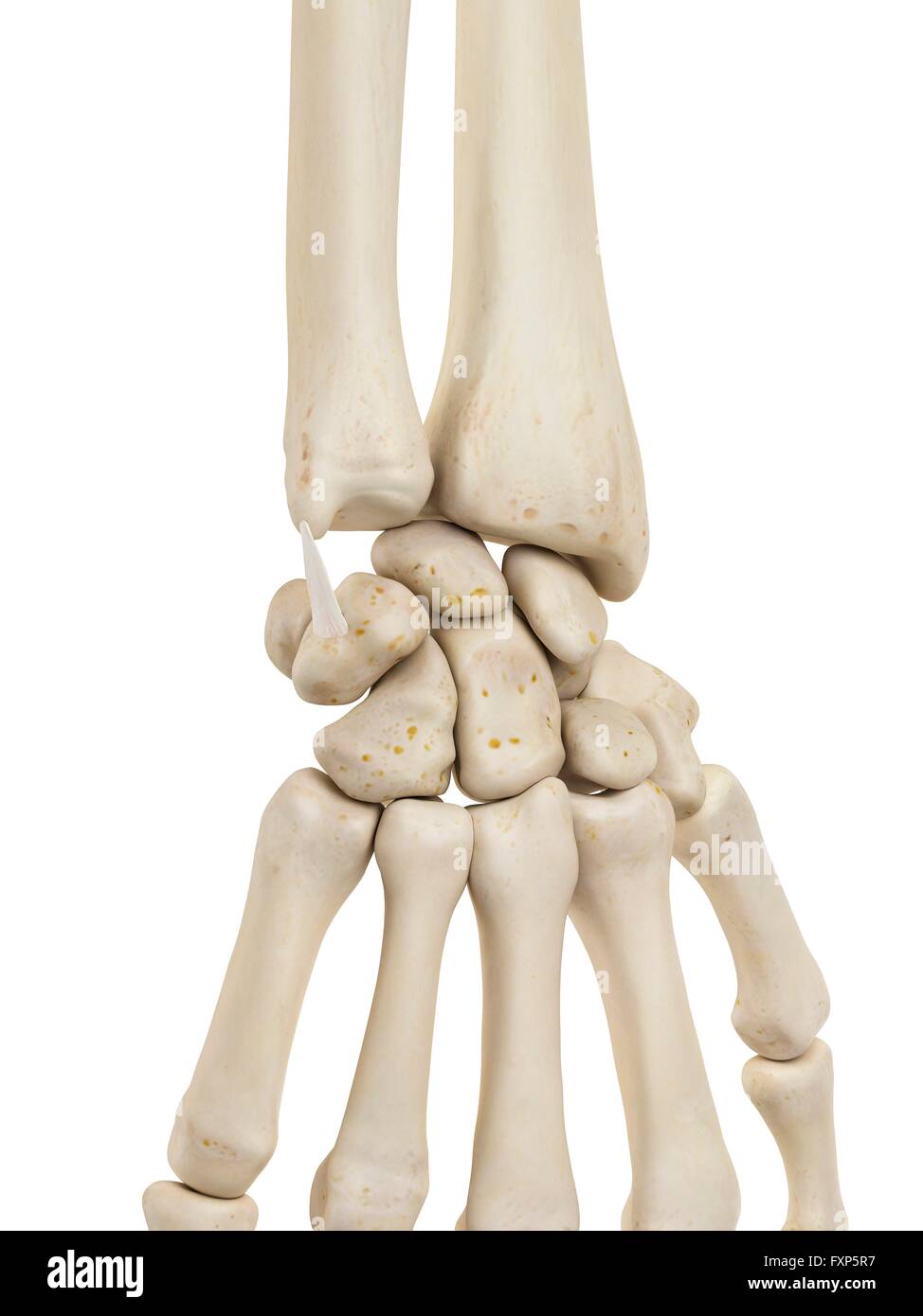Wrist Bones Stock Photos & Wrist Bones Stock Images - Alamy