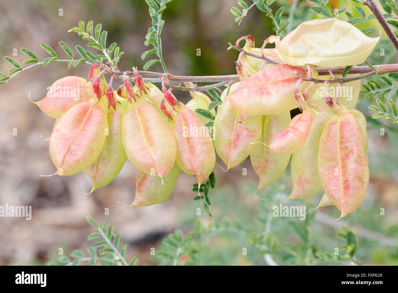 Cancer bush or balloon pea (Sutherlandia frutescens), Cape Town, South Africa. Stock Photo
