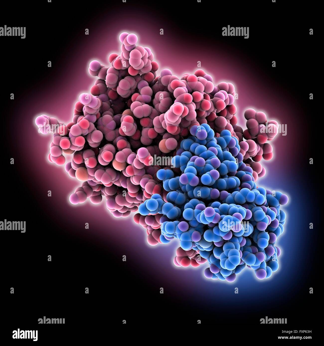 Caspase9 complexed with an inhibitor, molecular model. Caspase9 is a protease, an enzyme that