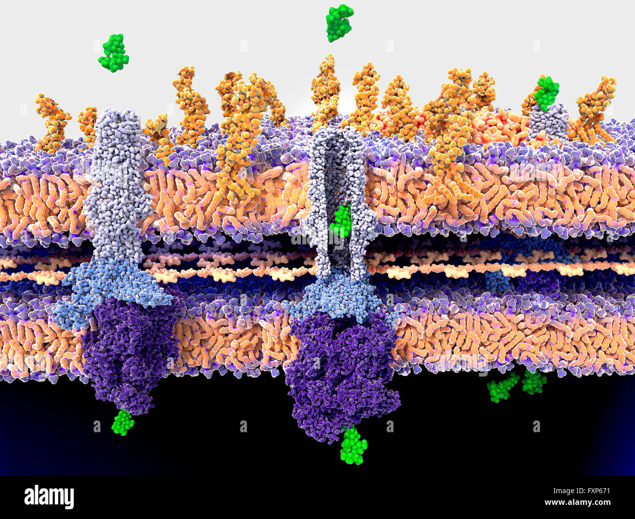 Bacterial wall and antibiotic resistance. Illustration of the molecular mechanism of antibiotic resistance. Here, the gram-negative bacterium has developed resistance and is expelling the antibiotic molecules (streptomycin, green) through a membrane protein pump. In this case the protein channel is the TolC efflux pump (purple-blue structure). Antibiotic resistance can occur over time through the overuse of antibiotic drugs. Resistant microbes require alternative drugs or higher doses of antibiotics. For an image showing the molecular mechanism of antibiotic resistance, see F013/1538. Stock Photo