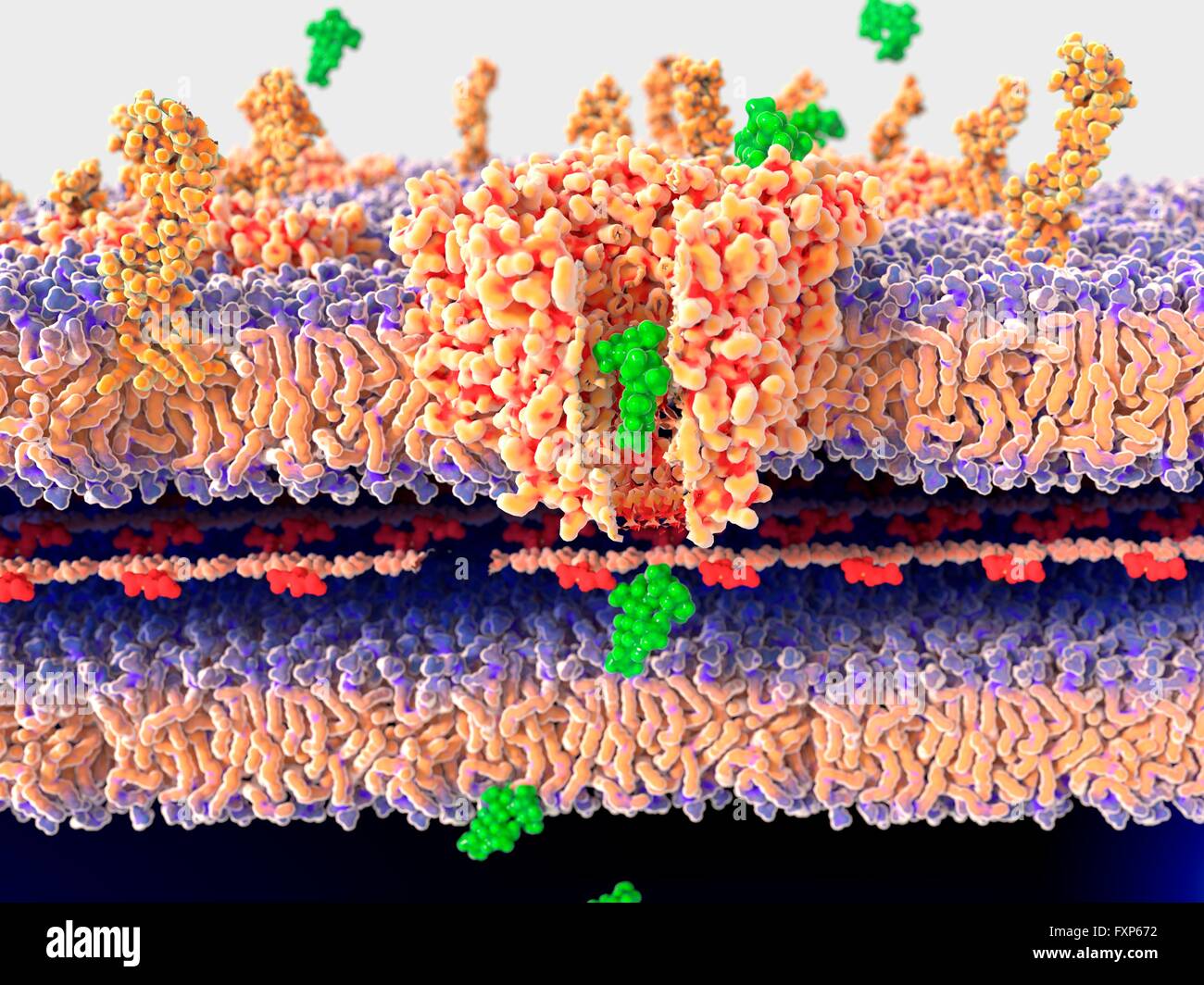 Antibiotic passing through bacterial wall. Illustration of the molecular mechanism of antibiotic action. An antibiotic (streptomycin, green) is passing through the bacterial wall through the channel protein porin. This will lead to the death of the bacterium. For images showing the molecular mechanism of antibiotic resistance, see F013/1540 and F013/1538. Stock Photo