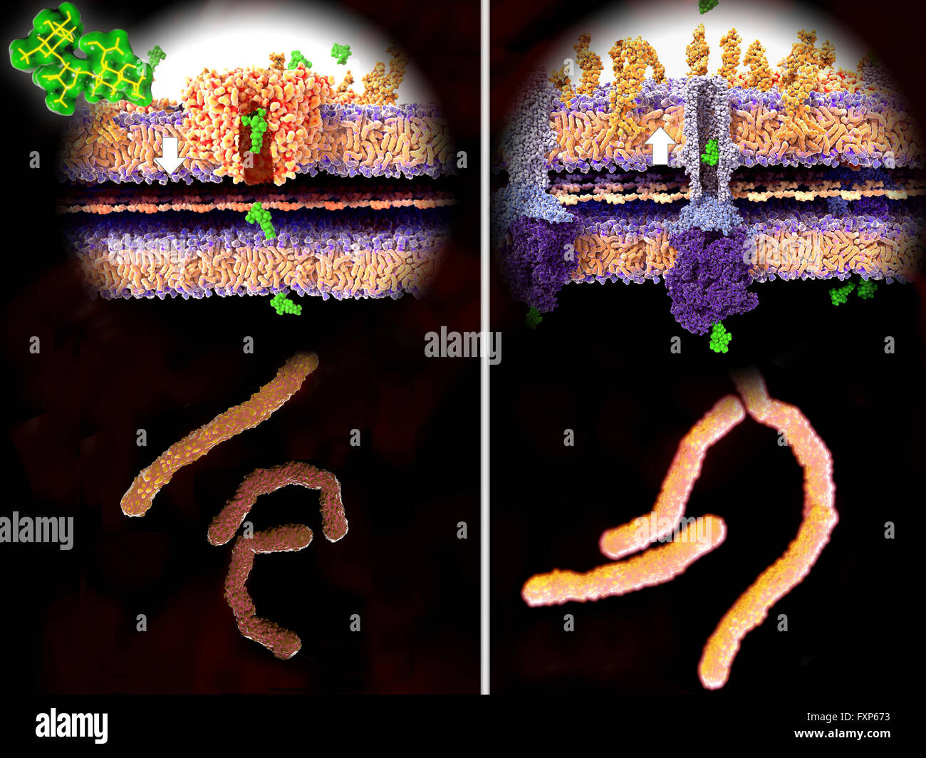 Antibiotic resistance. Illustration of the molecular mechanism of antibiotic resistance. At left, an antibiotic (streptomycin, green) passes through the bacterial wall (white arrow) through the channel protein porin, leading to the death of the bacteria (lower left). At right, the gram-negative bacteria have developed resistance and expel the streptomycin molecules through a membrane protein pump (white arrow), in this case the TolC efflux pump (purple-blue structure). Antibiotic resistance can occur over time through the overuse of antibiotic drugs. Resistant microbes require alternative Stock Photo