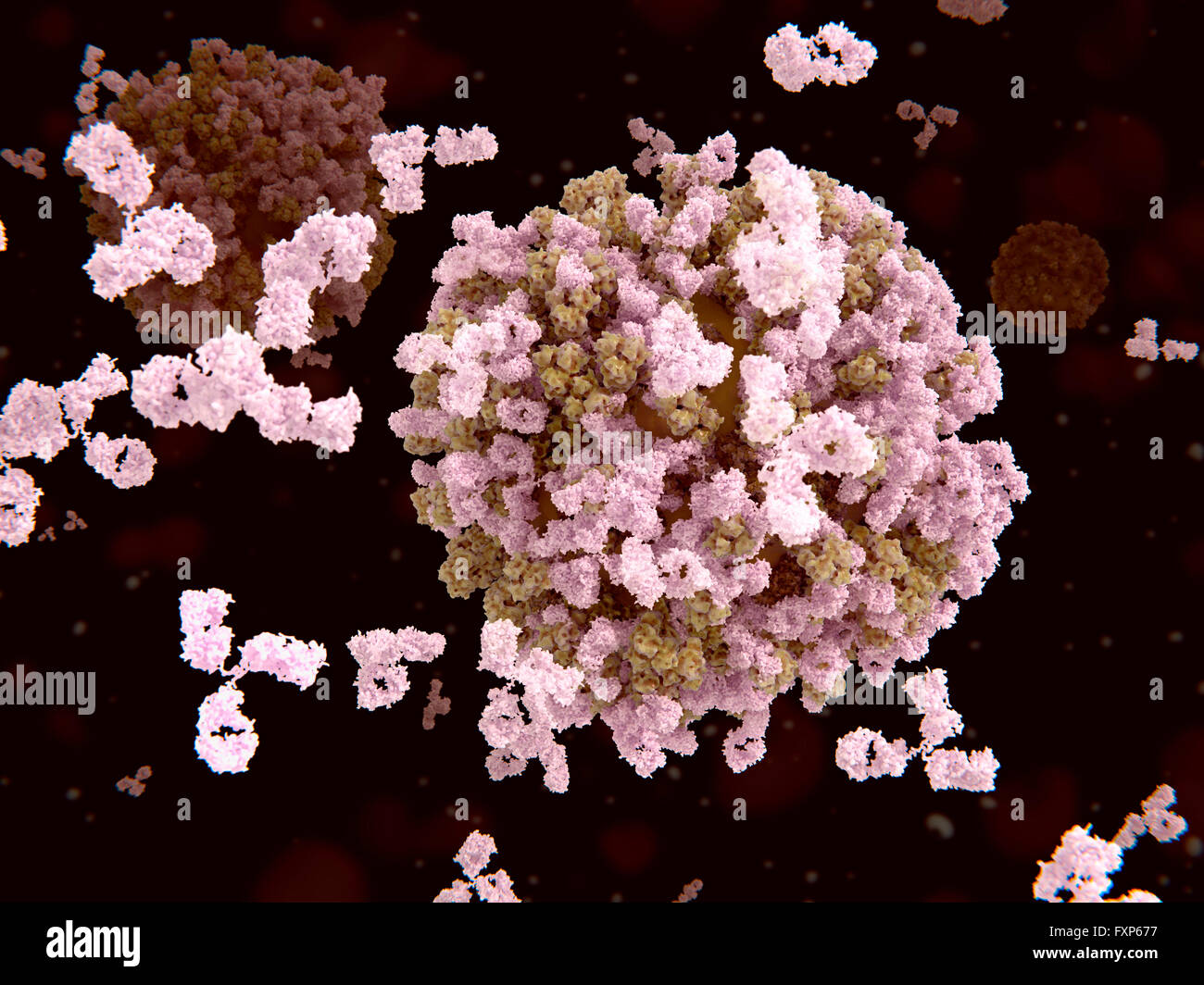 Antibodies and flu viruses. Illustration of antibodies (pink) attacking influenza virus particles (brown). The antibodies bind to the hemagglutinin protein, which contains the antigenic site of the virus. This binding by the antibodies prevents the virus particles from binding to the surface of human cells. Influenza is in the orthomyxovirus group of viruses. It infects the respiratory tract and causes fever, aching muscles, a sore throat and feelings of fatigue. New strains of the virus develop rapidly, and can cause epidemics. Stock Photo