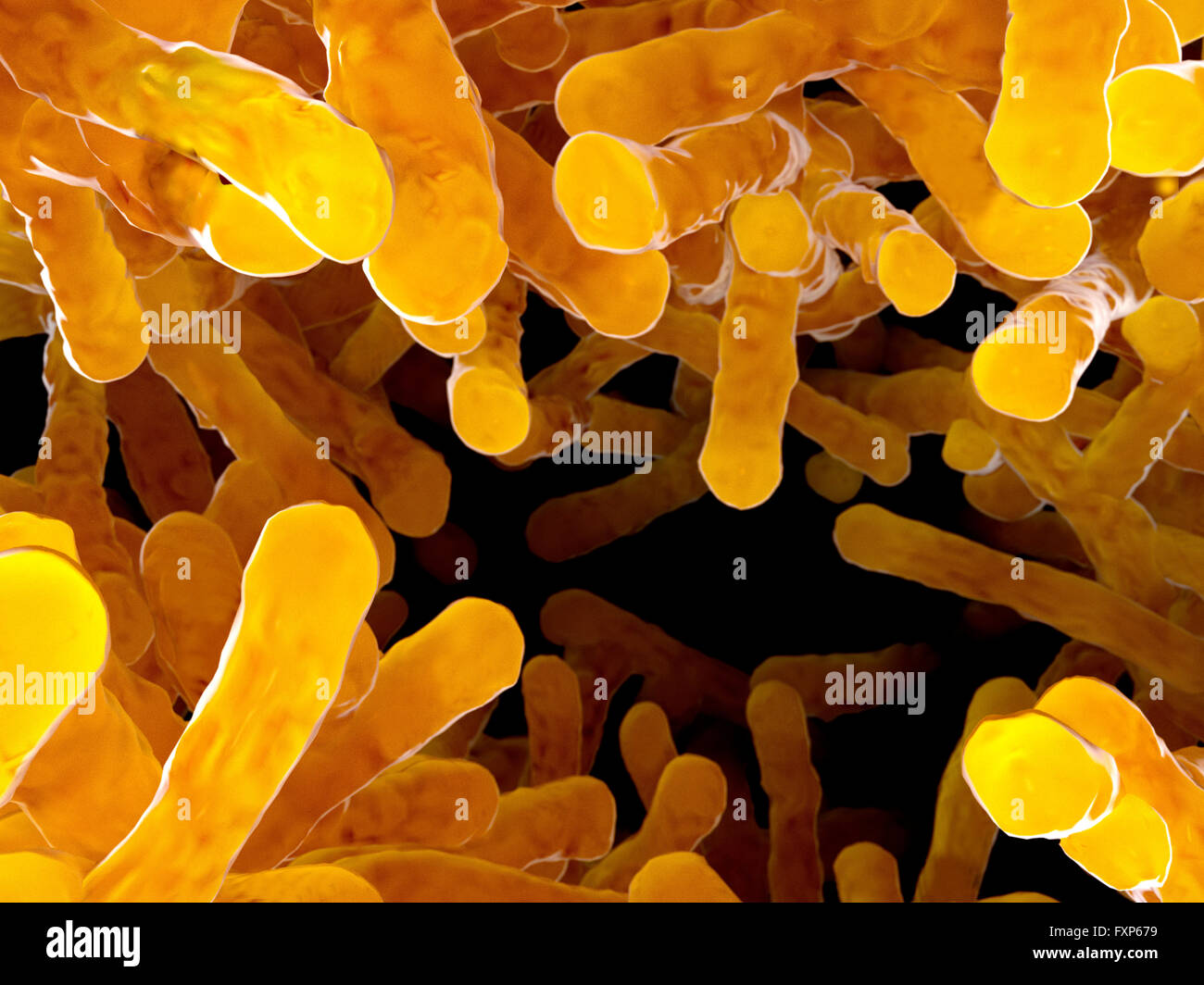 Bacteria. Illustration of a colony of bacilli, rod-shaped bacteria. Bacteria  are prokaryotic microorganisms with a diversity of shapes ranging from  spheres to rods and spirals. Examples of bacilli are Bacillus anthracis  (causes