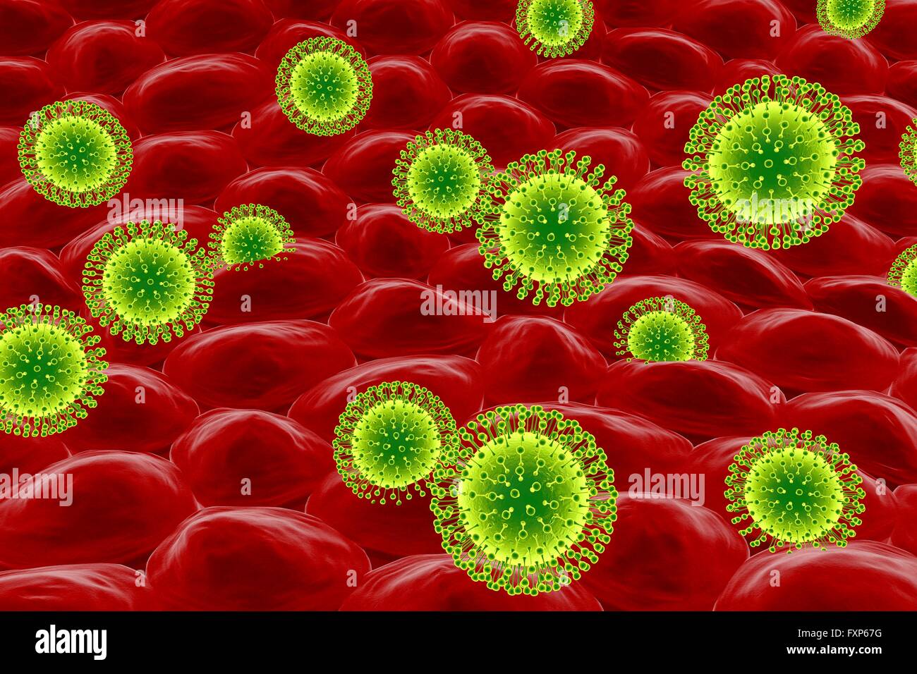 Zika viruses infecting skin cells, computer illustration. This is an RNA (ribonucleic acid) virus from the Flaviviridae family. It is transmitted to humans via the bite of an infected Aedes sp. mosquito. It causes zika fever, a mild disease with symptoms including rash, joint pain and conjunctivitis. In 2015 a previously unknown connection between Ziska infection in pregnant women and microcephaly (small head) in newborns was reported. This can cause miscarriage or death soon after birth, or lead to developmental delays and disorders. Recent laboratory studies have shown skin cells to be Stock Photo