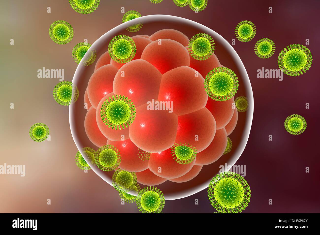 Zika viruses infecting human embryo, computer illustration. This is an RNA (ribonucleic acid) virus from the Flaviviridae family. It is transmitted to humans via the bite of an infected Aedes sp. mosquito. It causes zika fever, a mild disease with symptoms including rash, joint pain and conjunctivitis. In 2015 a previously unknown connection between Zika infection in pregnant women and microcephaly (small head) in newborns was reported. This can cause miscarriage or death soon after birth, or lead to developmental delays and disorders. Stock Photo