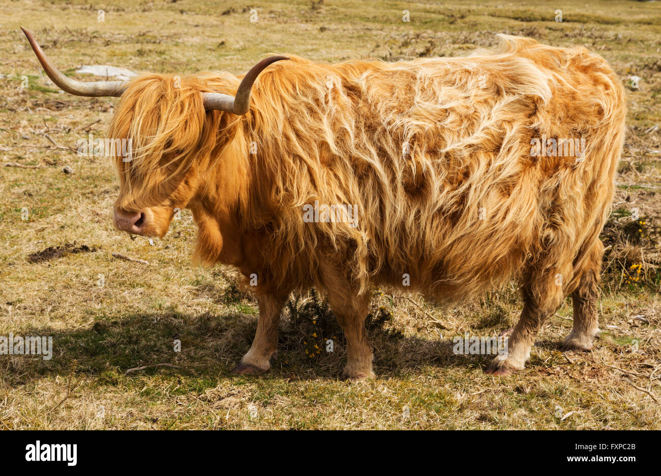 Aberdeen Angus grazing on Bodmin Moor Stock Photo Alamy