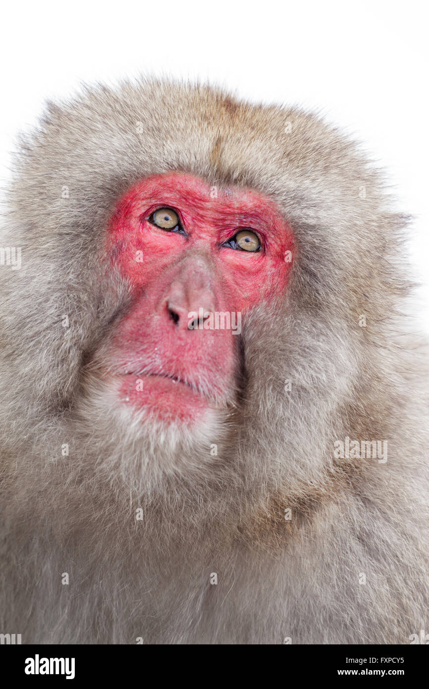 A close up portrait of a snow monkey, Jigokudani, Japan. Stock Photo