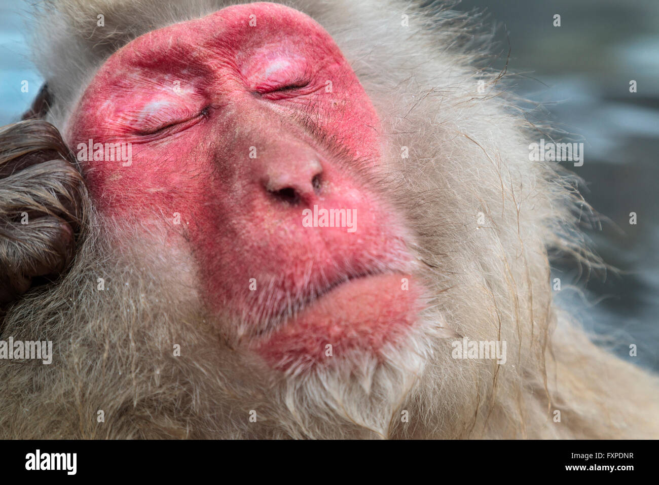 A close up portrait of a snow monkey, Jigokudani, Japan. Stock Photo