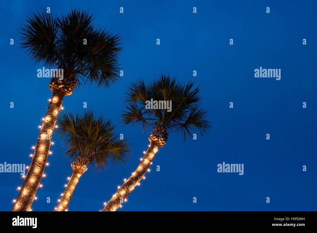 Palm trees decorated with Christmas lights Stock Photo