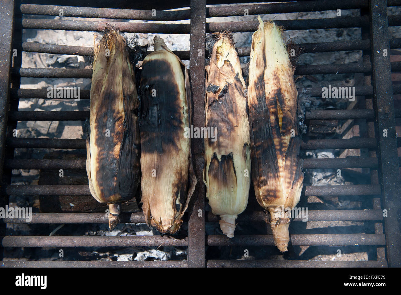 Grilling fresh corn on the cob Stock Photo