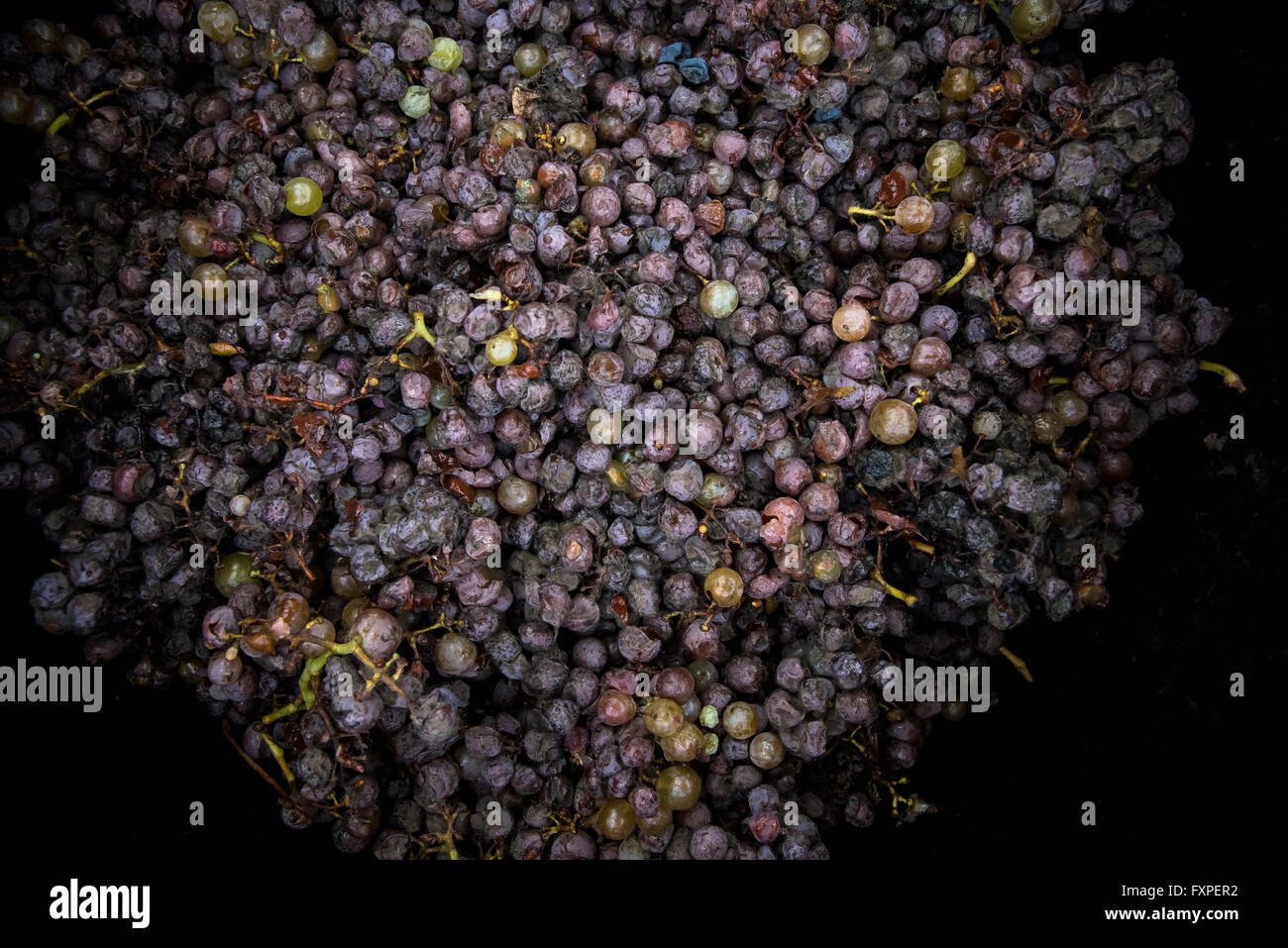Grapes for wine making Stock Photo Alamy
