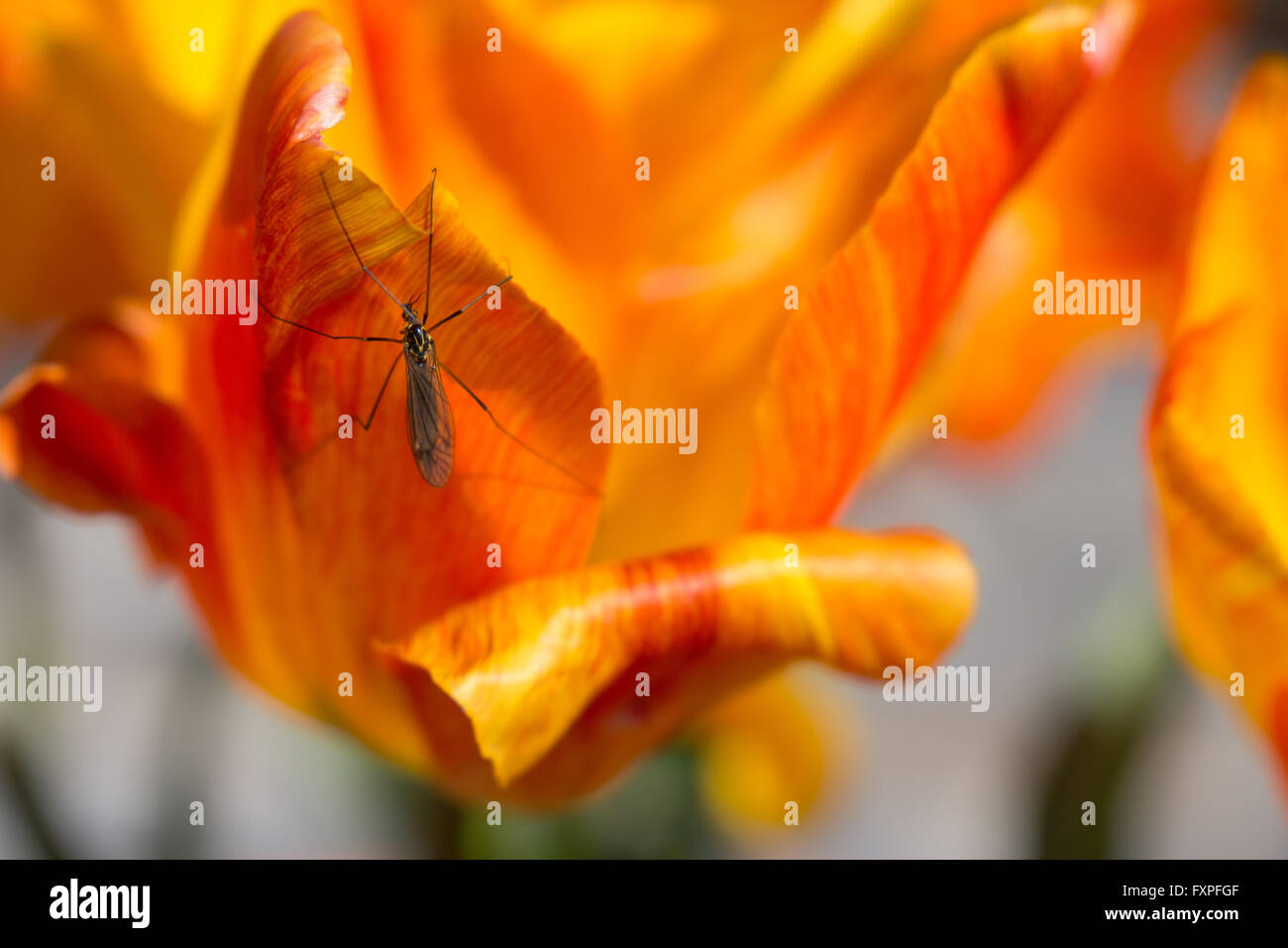 Spotted crane fly on an orange tulip Stock Photo