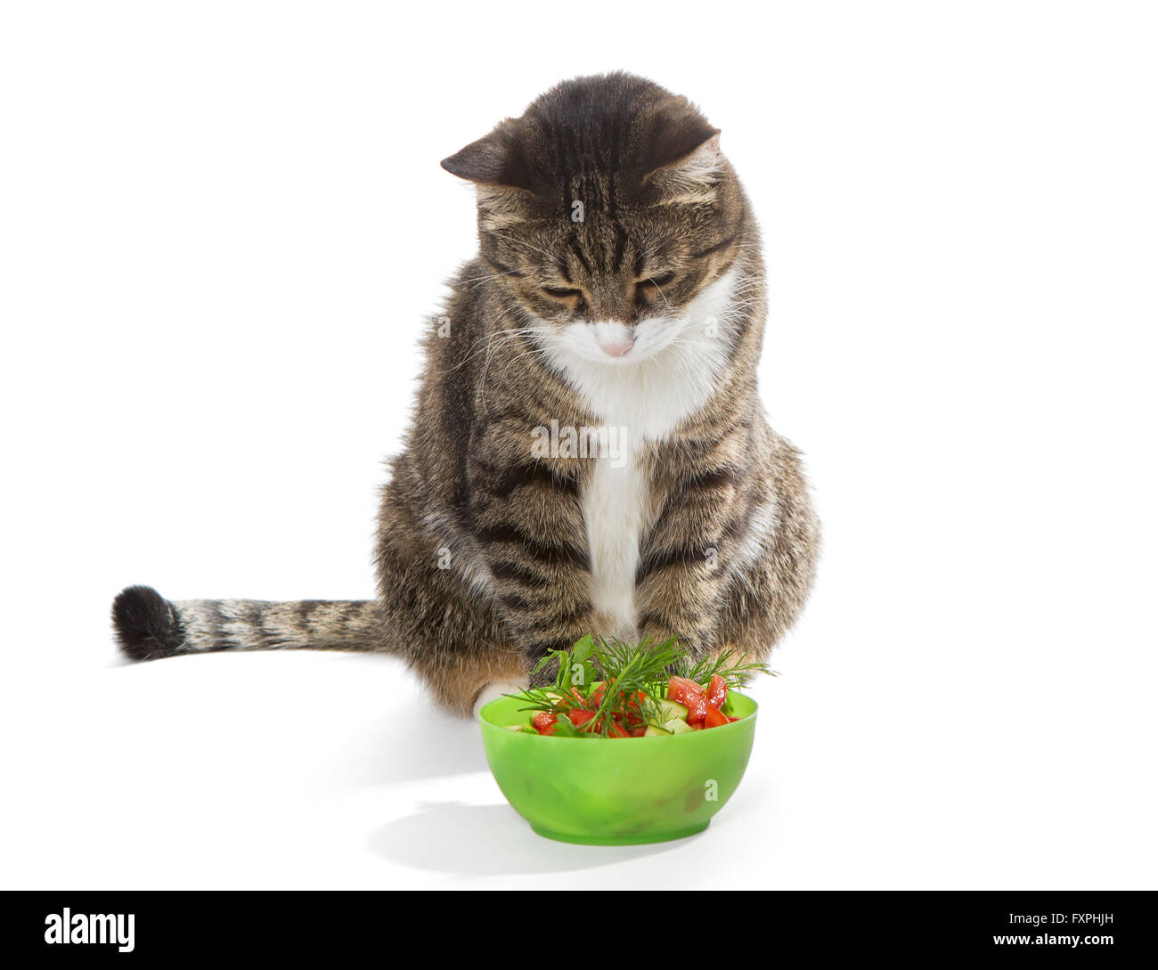 Корм для аппетита для кошки. Кот кушает. Кошка и овощи. Еда для кошек. Миска для кота.