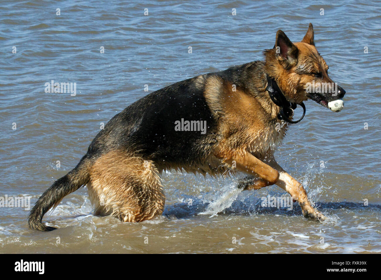 german shepherd puppies wirral