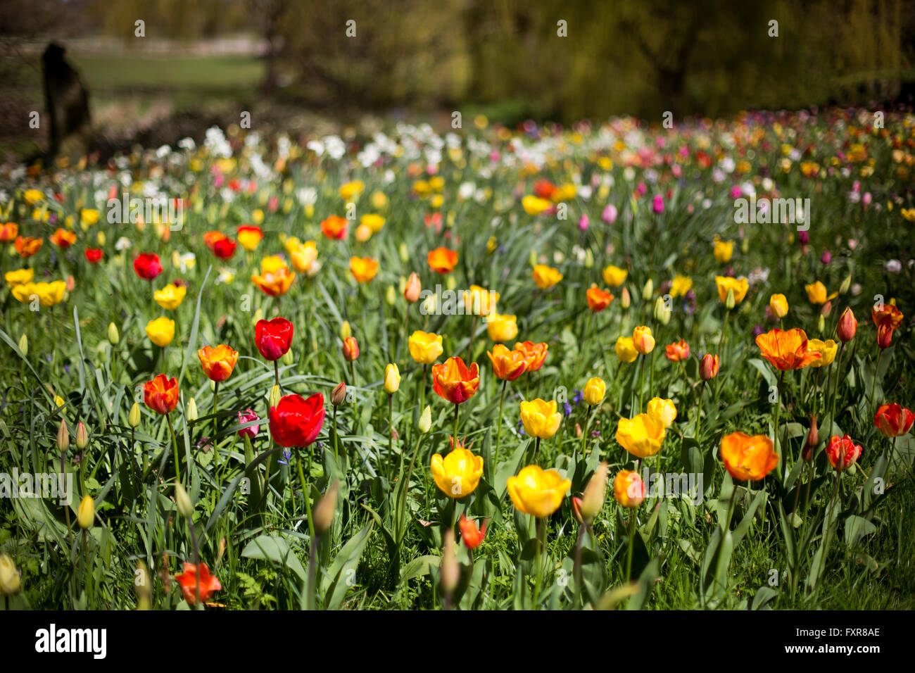 Surrey where they were opening a new 20 hires stock photography and