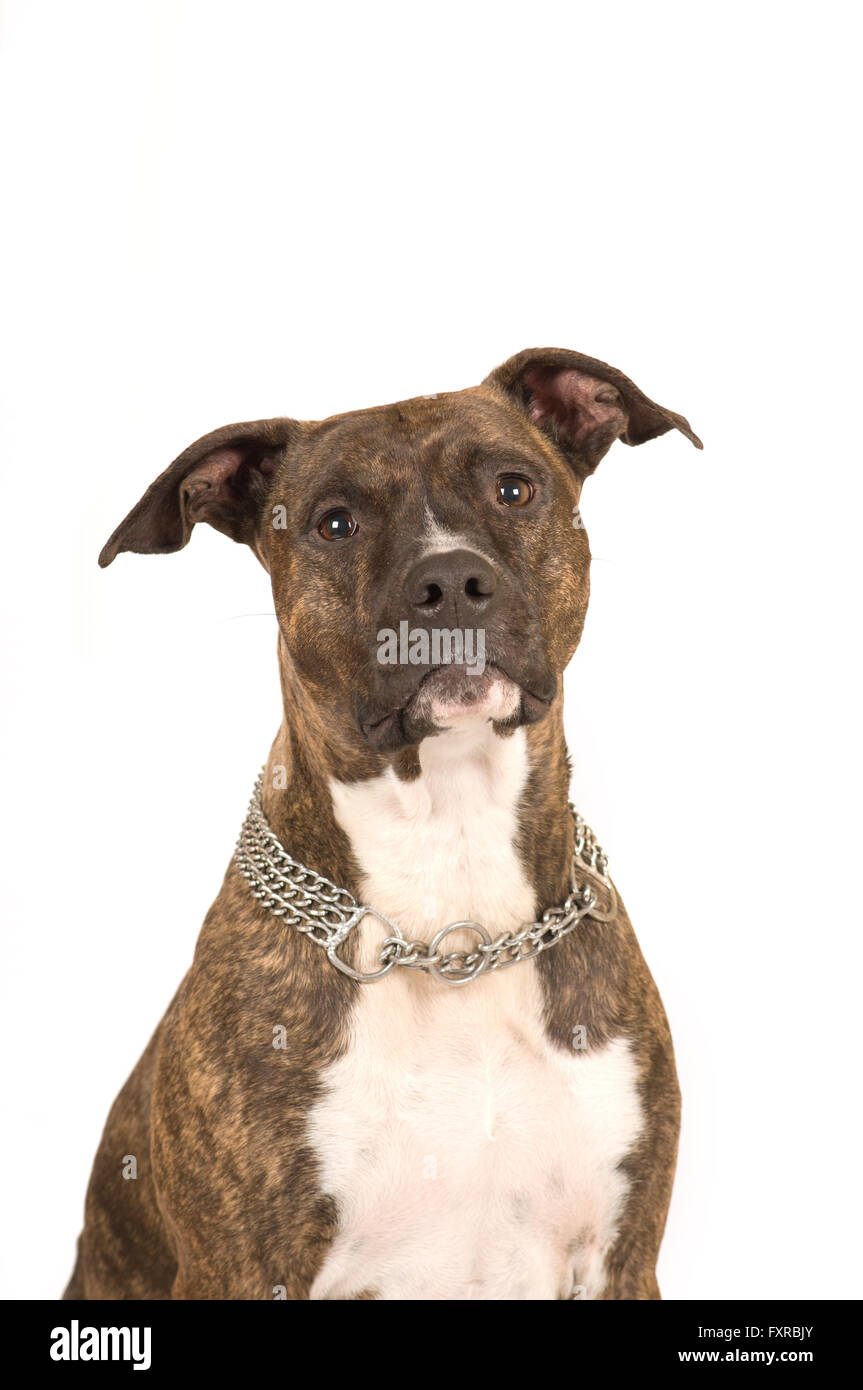 Pit bull terrier isolated on white portrait in studio Stock Photo