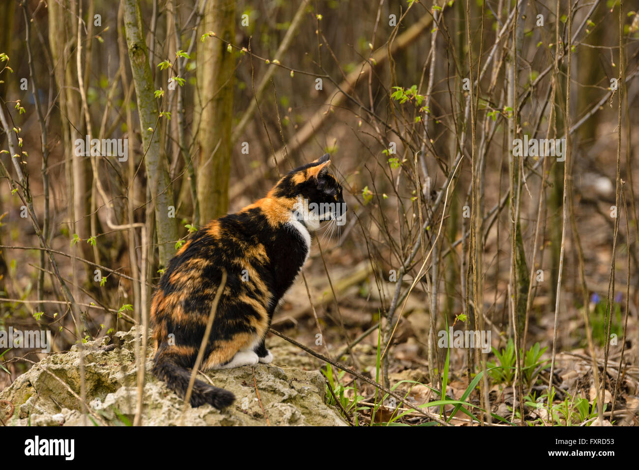 Tricolor common cat, sitting on rock in the bushes. Stock Photo