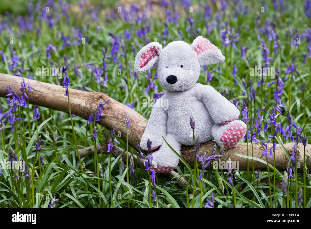 Child's soft toy mouse sitting on a log amongst the bluebells. Stock Photo
