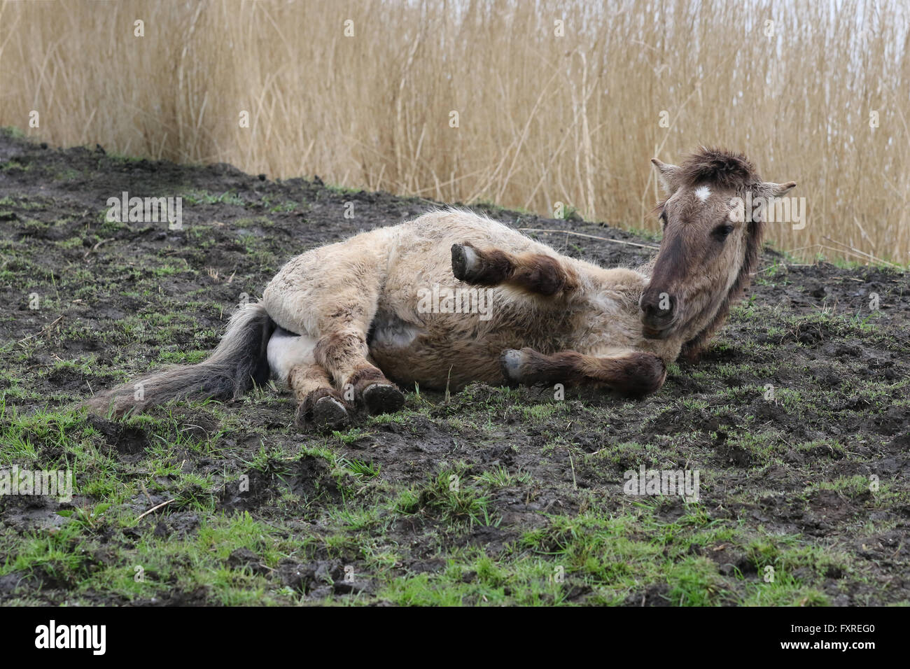 Konik horse lying down in the mud in Oostvaardersplassen, The Netherlands Stock Photo