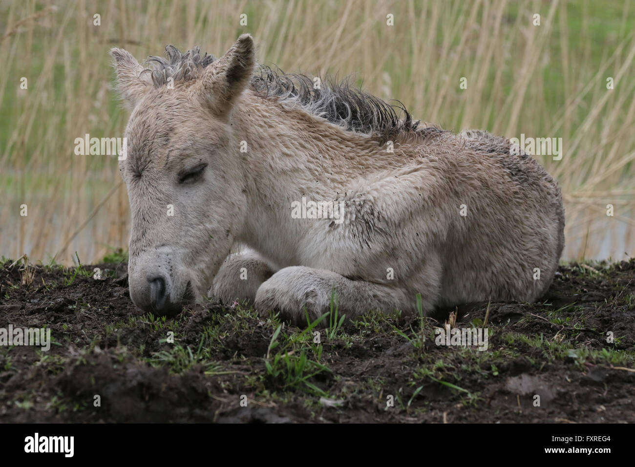 Konik foal lying down on the ground Stock Photo