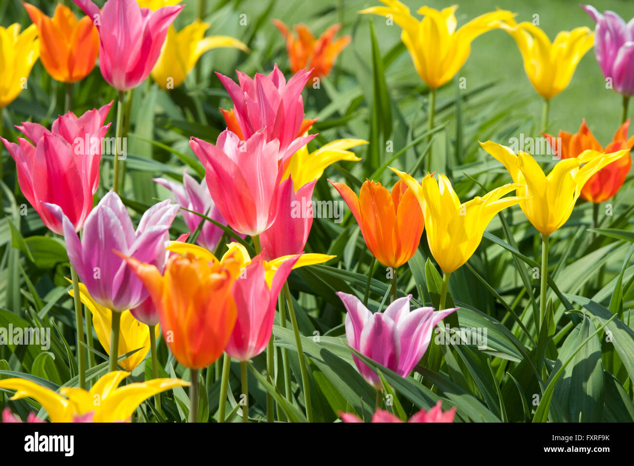 Colorful tulips yellow, red, purple and orange in a field. Liliaceae, Tulipa Stock Photo