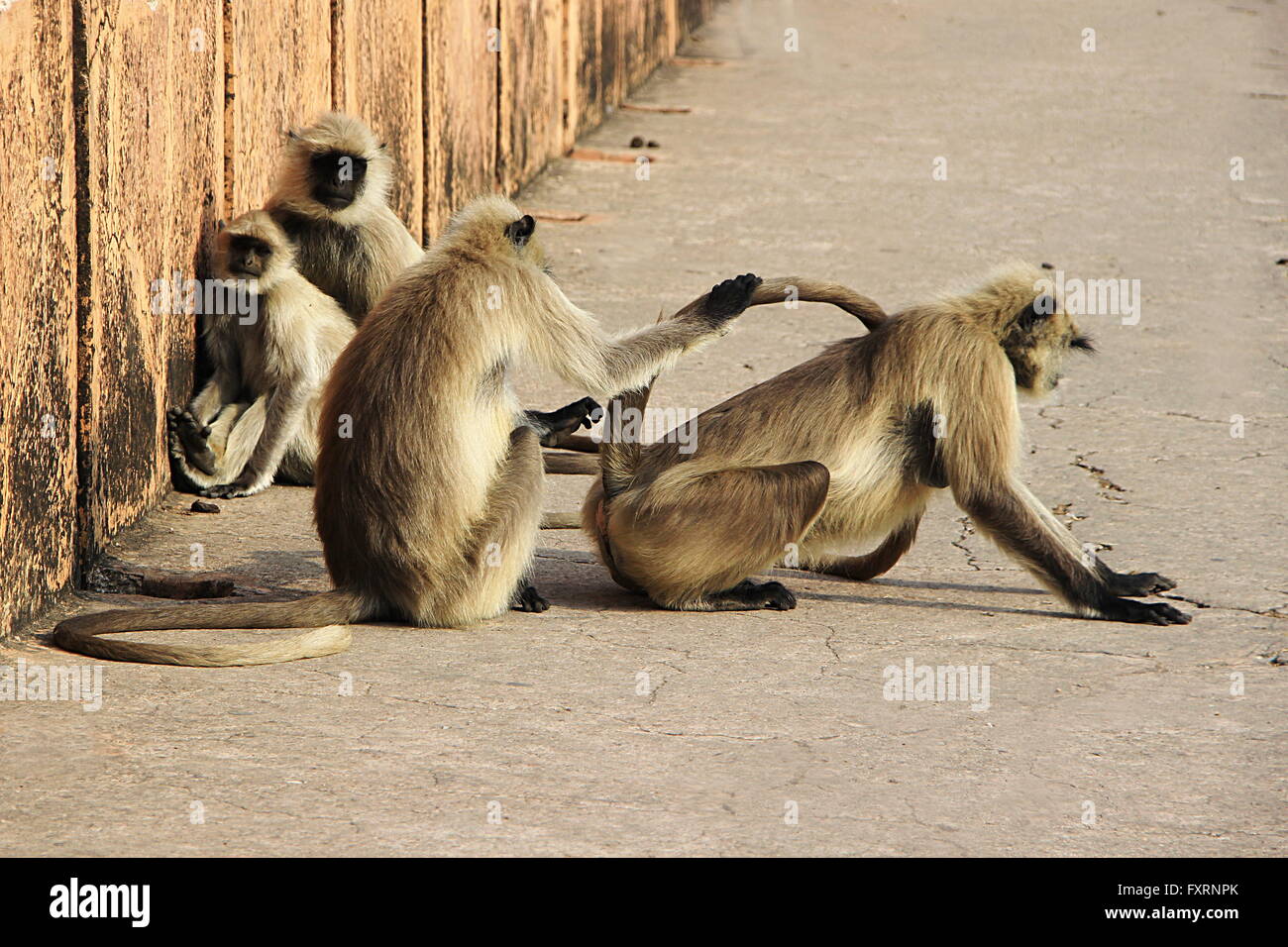 Different activities and moods of two pairs of monkeys Stock Photo