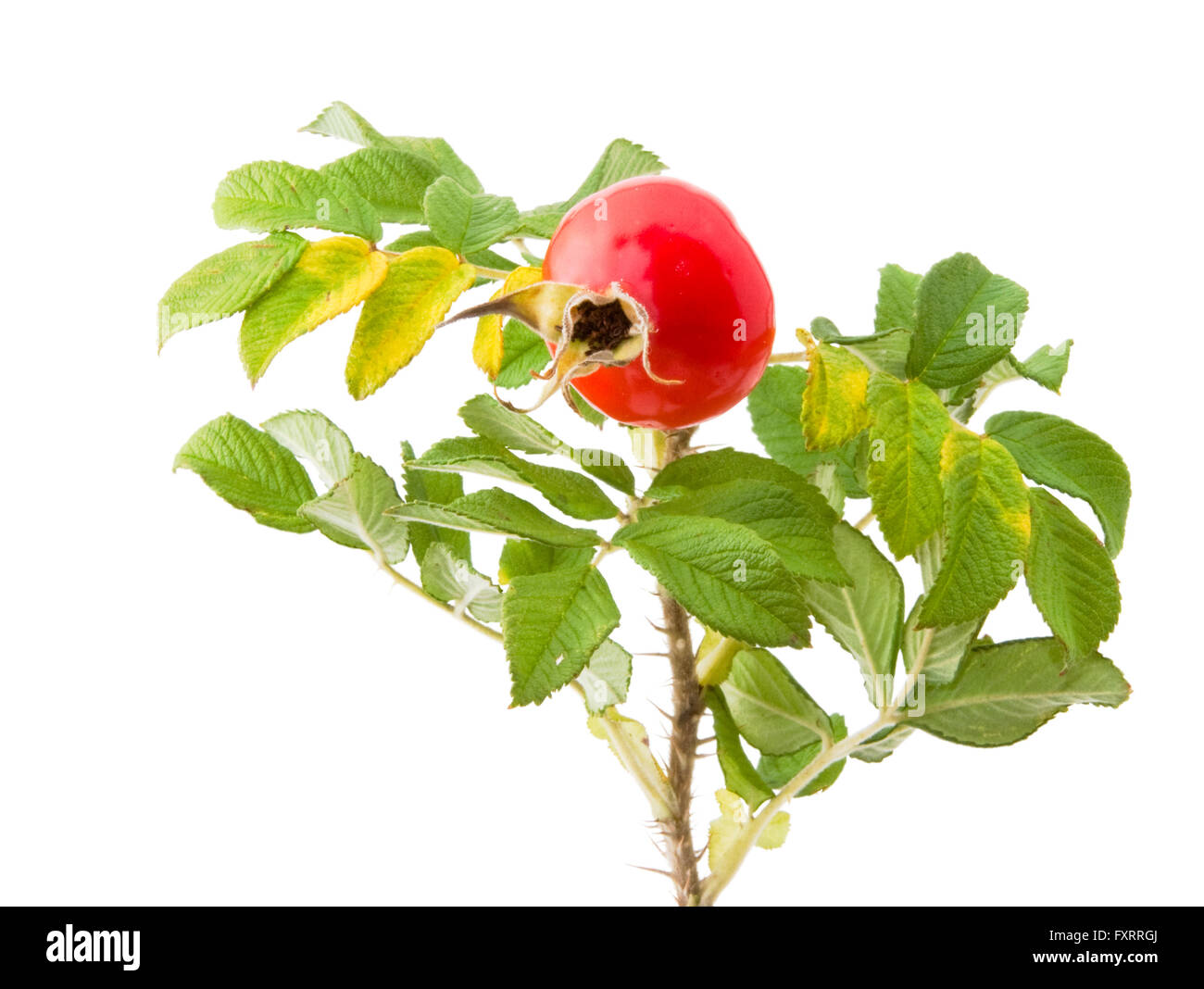 Twig of a Japanese rose, Rosa rugosa, with a rose hip, isolated Stock Photo